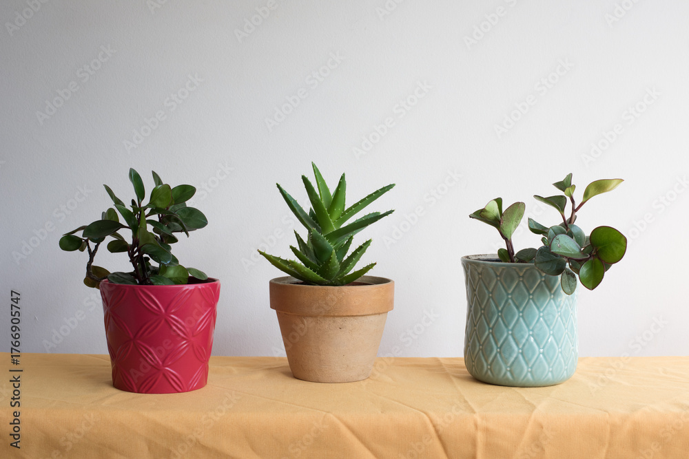 Fototapeta premium Composición con tres macetas en línea sobre tela ocre y con fondo neutro. Maceta roja con peperomia obtusifolia, maceta de terracota con aloe y maceta azul celeste con peperomia obtusifolia.