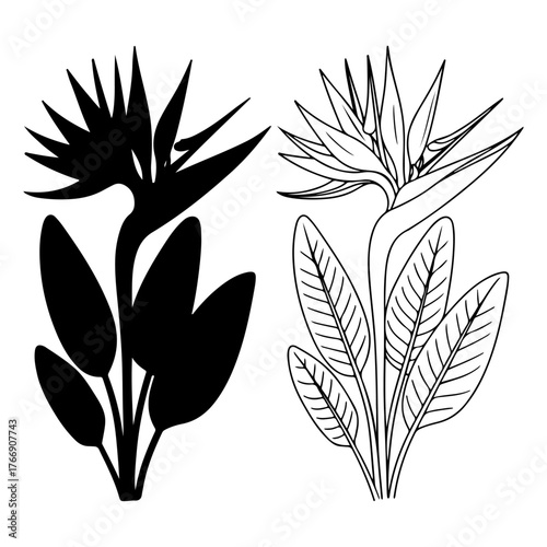 Two bird of paradise flowers one silhouette one detailed outline botanical art tropical plant isolated on transparent background