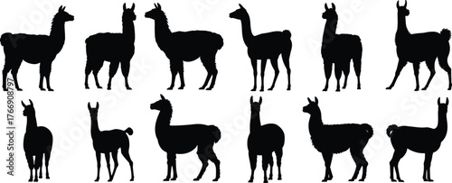 Llama silhouette collection, black animal shapes, various poses, profile view, standing llamas, minimal vector set for farm, wildlife, and design themes