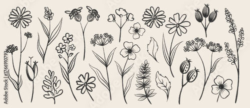 Hand drawn wildflower collection botanical line art set of minimalist meadow flowers and herbs illustration on cream background