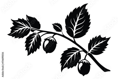 Black silhouette depicts a hazelnut branch bearing leaves and nuts beautifully against a white backdrop