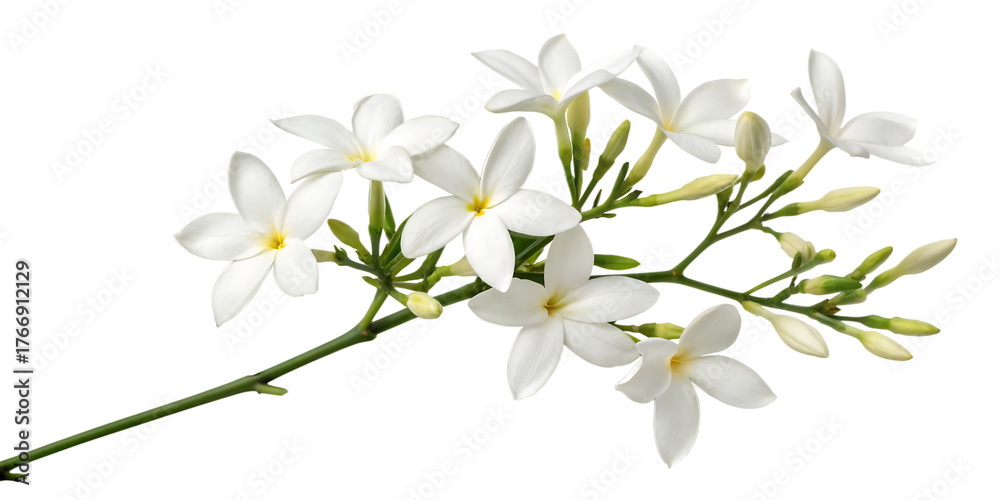 Fototapeta premium Cluster of White Jasmine Flowers with Buds and Green Leaves on a Transparent Background white flower isolated on a transparent background