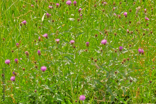 Bild auf Leinwand purple flowers of brown knapweed in a green field- Centaurea jacea