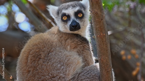Ringtail lemur looking right at camera.