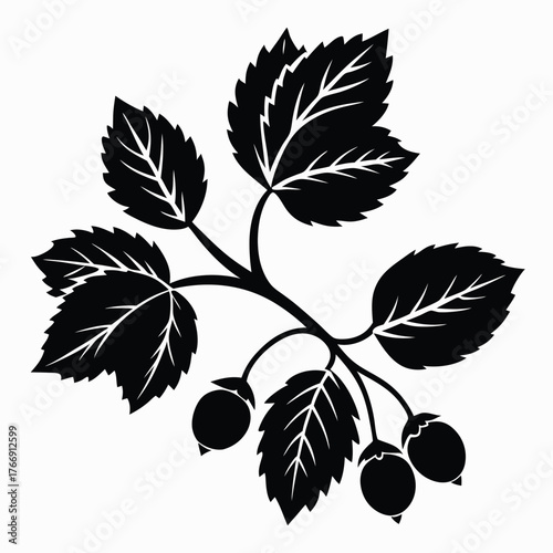 Black branch silhouette features leaves and ripening fruits against a clean, bright, background