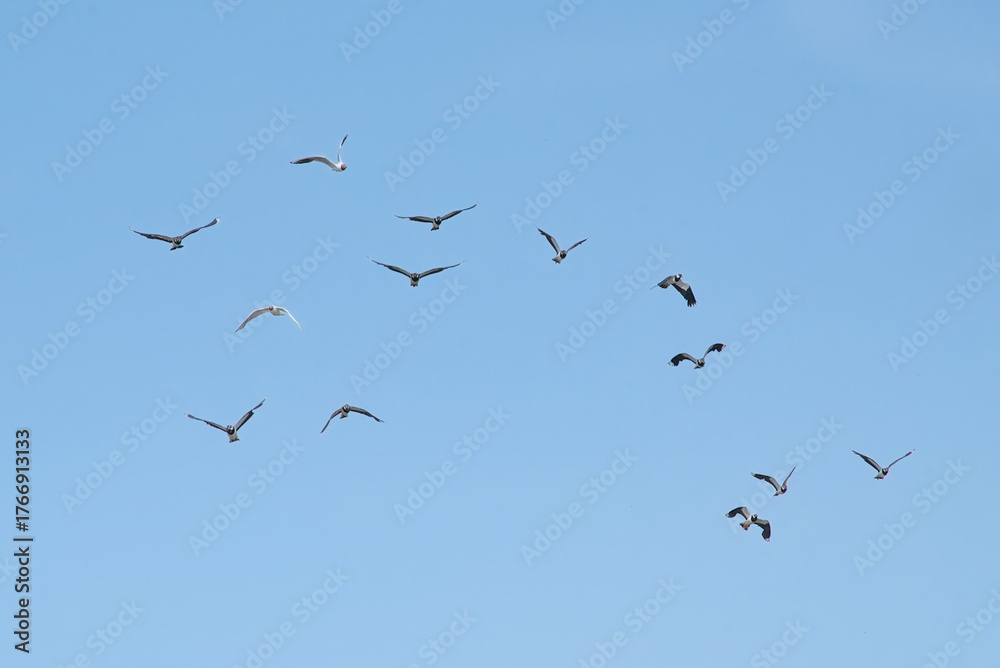 Fototapeta premium Flock of lapwings and black headed gulls in flight on a clear blue sky - Vanellinae, Chroicocephalus ridibundus 