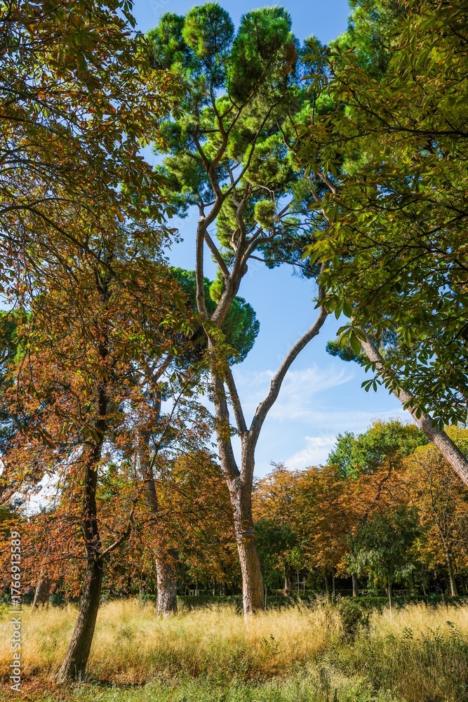 Fototapeta premium Autumn, forest, El Retiro Park, Madrid, Spain, Europe