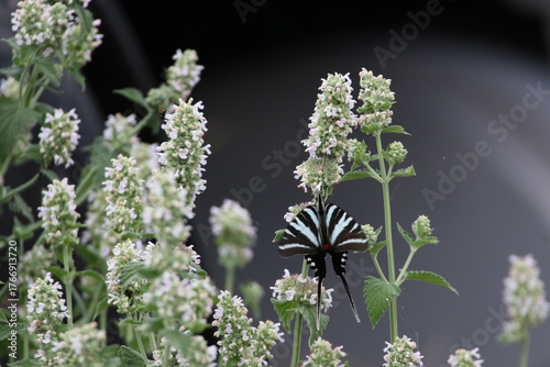 Zebra swallowtail butterfly Eurytides marcellus on flower 