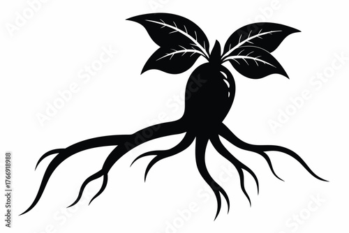 Mandrake silhouette shows root system and leaves against a white background, a botanical marvel