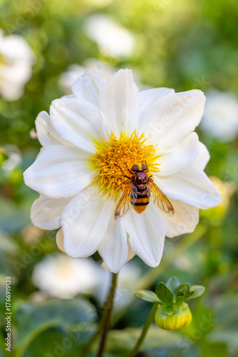 An insect pollinating a dahlia in a garden in Madrid