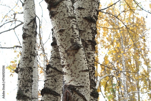 tree trunk in the forest