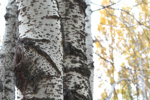 autumn poplar, tree trunk in the forest