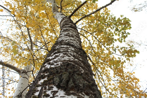 tree in the woods, autumn poplar, tree trunk in the forest