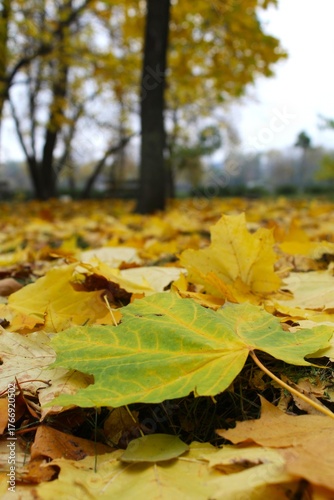 autumn leaves in the park, yellow leaves in autumn