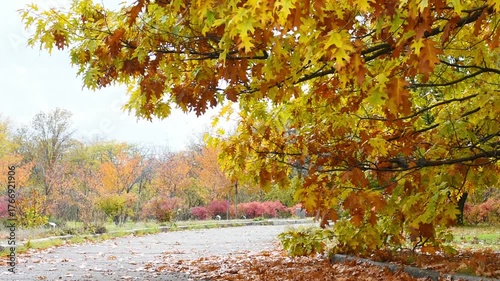 Beautiful autumn park areas on a cloudy day. 