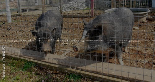 Upon sniffing plank, two black and white pigs grazing by mesh fence, right pig sniffing outward