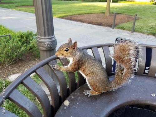 Schilderij op canvas Squirrel Curiously Sitting on a Trash Can Near a Campus Sidewalk