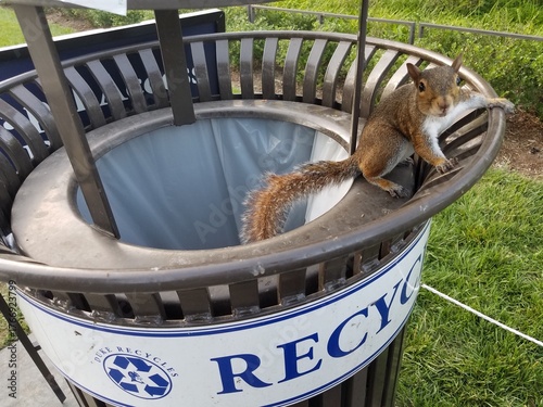 Valokuva Squirrel Climbing on a Recycling Bin, Wildlife on Campus