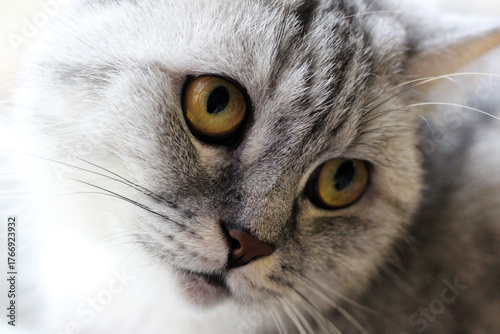 A grey cat with an expressive look.