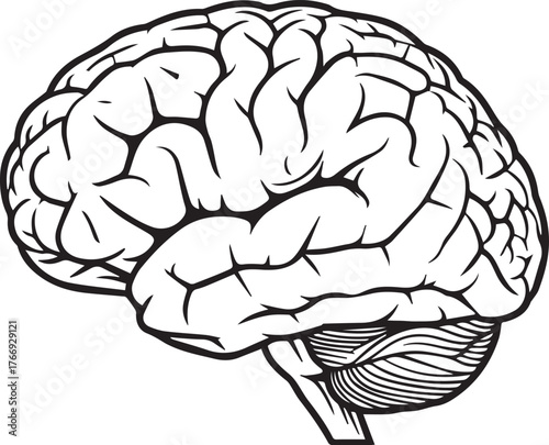 Detailed outline illustration of the human brain