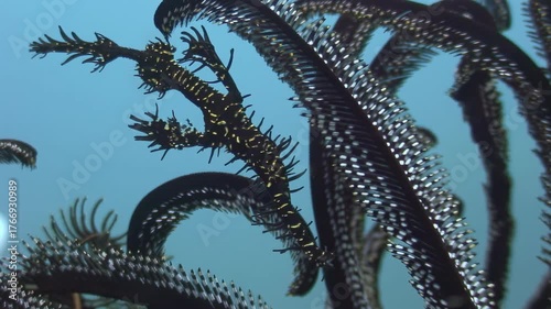 Observe a graceful Sea Lily, a Crinoid, swaying gently in the current. This ancient Echinoderm is captured in its natural habitat in the underwater world of the Philippines.