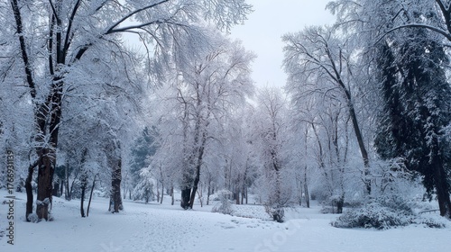 Winter Wonderland: Snow-Covered Trees in a Serene, Snowy Forest Landscape