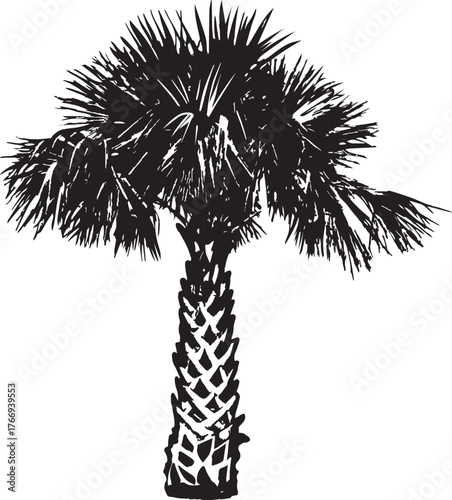 Sabal palm Hand drawn vector illustration. Black and white graphics on a white background