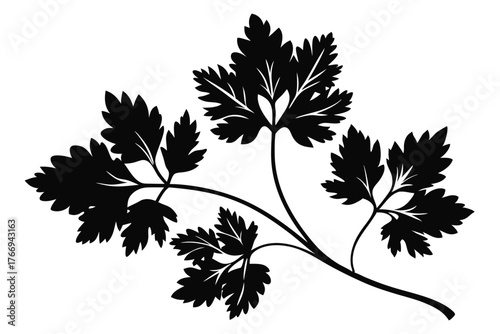 Silhouette of fresh parsley sprig displays detailed foliage on a pure white backdrop
