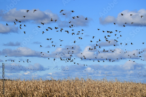 viele Wildgänse fliegen über ein Rapsfeld unter blauem Himmel und weißen Wolken
