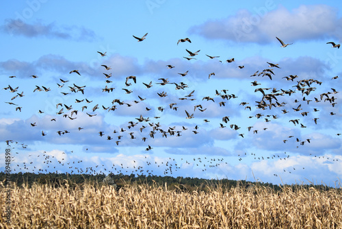 viele Wildgänse fliegen über ein Maisfeld unter blauem Himmel und weißen Wolken