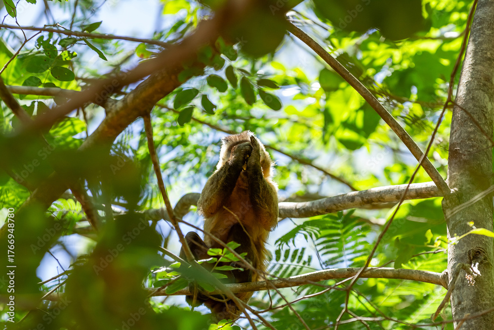 Fototapeta premium Um macaquinho empoleirado em um galho de árvore comendo algum fruto.