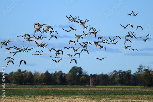unzählige Graugänse im Flug über ein Feld