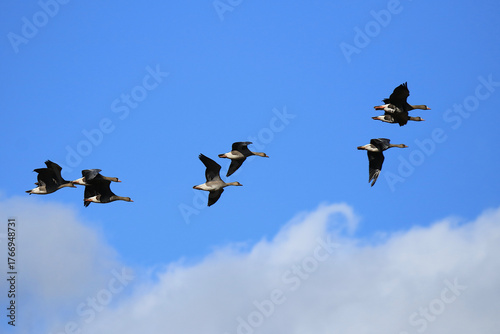 Wildgänse im Flug unter blauem Himmel
