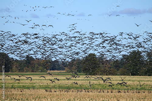 unzählige Graugänse im Flug über ein Feld
