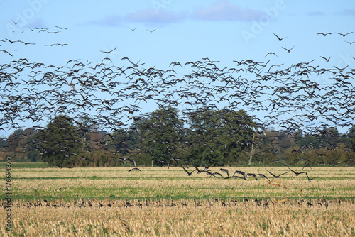 unzählige Graugänse im Flug über ein Feld