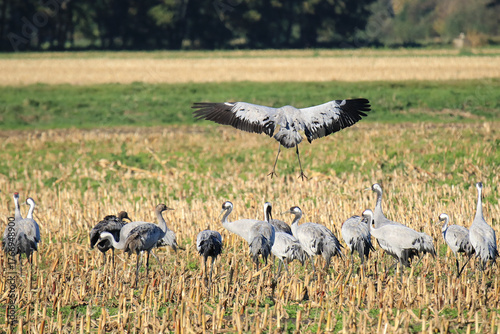 Kranich bei der Landung auf einem Feld