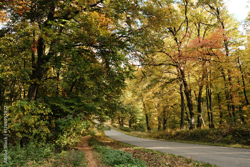Obraz premium Scenic road surrounded by bright autumn trees in Fruska Gora National Park Serbia, perfect for travel and adventure concepts