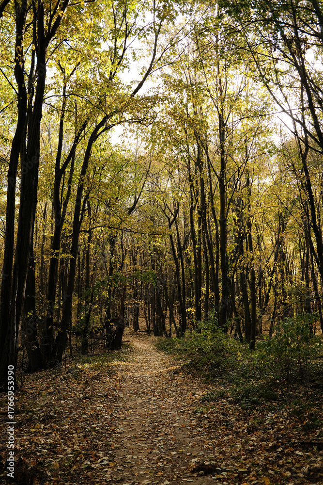 Fototapeta premium Peaceful forest path surrounded by colorful autumn foliage in Fruska Gora National Park Serbia