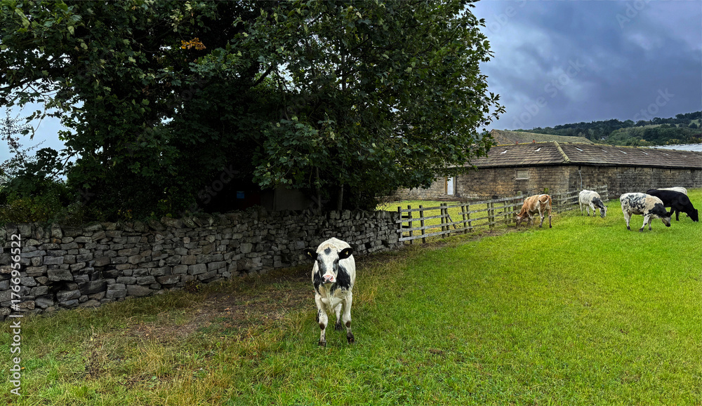 Obraz premium Beneath a moody sky, a cluster of cows graze in silence. One lingers near the foreground, framed by a low stone wall and the soft contours of the Yorkshire countryside. near Ilkley, UK