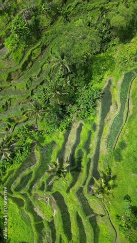 rice terraces in bali