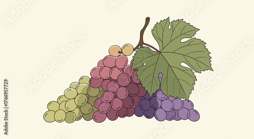A bunch of colorful grapes with a green leaf and stem on a light background.