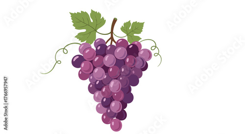 A bunch of purple grapes hangs from a stem with green leaves and tendrils against a white background.