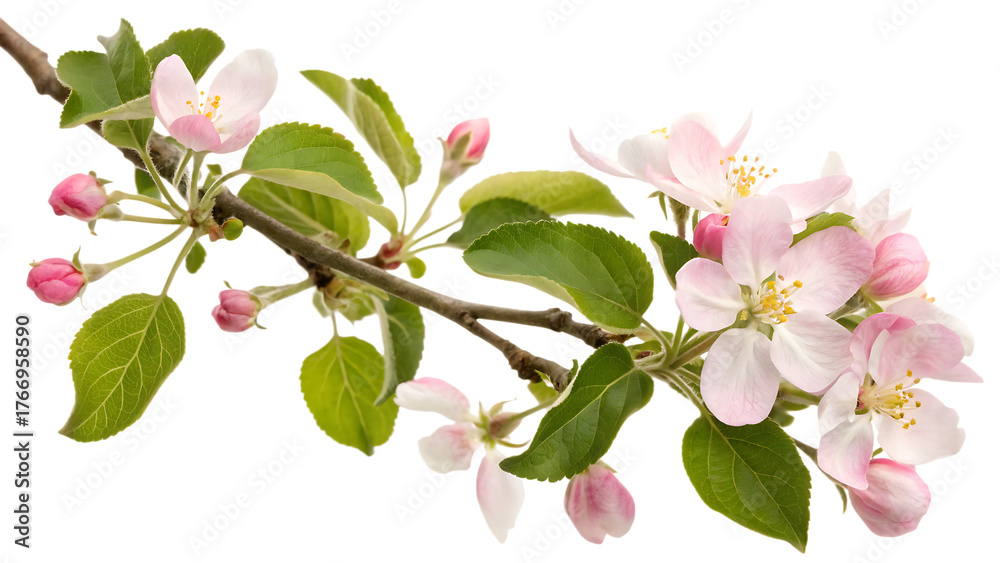 Fototapeta premium Apple blossom branch flower with green leaves cut out on PNG, isolated on white background. AI GENERATED.