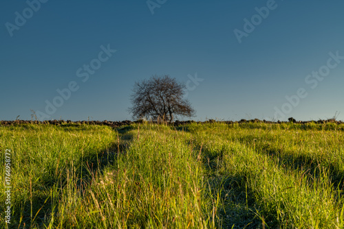 Cherry tree on green field blue sky in Krkonose mountains in autumn