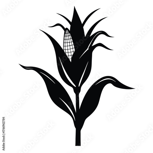 Silhouette shows stalk of mature corn with leaves, husk, and cob against white