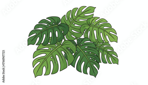Vibrant green Monstera deliciosa leaves, also known as Swiss cheese plant, isolated on a clean white background, showcasing their distinctive fenestrated patterns and lush tropical foliage, perfect