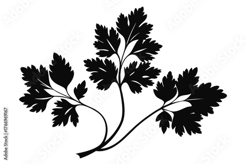 A black of parsley foliage with intricate leaves is detailed against white
