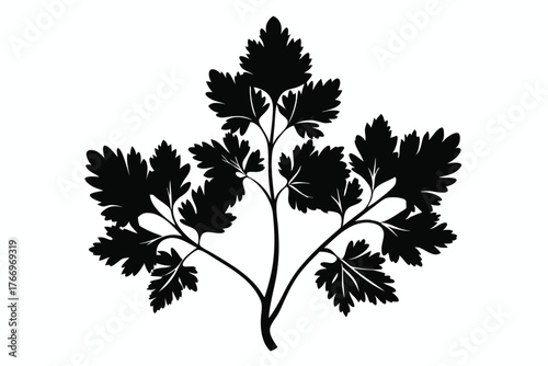 Black parsley silhouette showcases detailed leaf structure and branching stems on a white background
