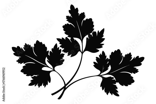 Black silhouette shows fresh parsley herb leaves isolated against a plain background