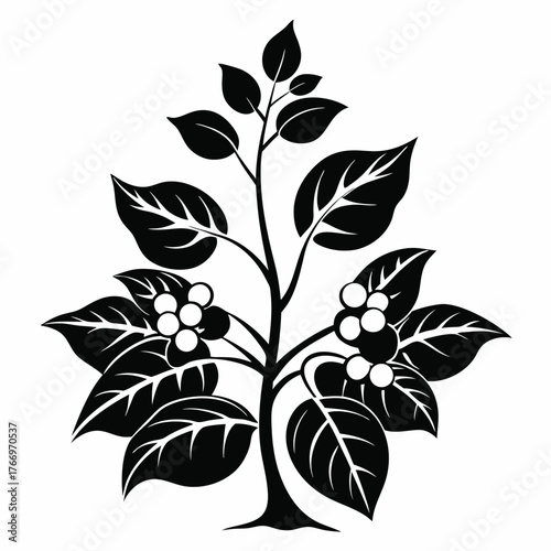 Monochrome plant shows round fruits and dense leaves in a simple, striking botanical form